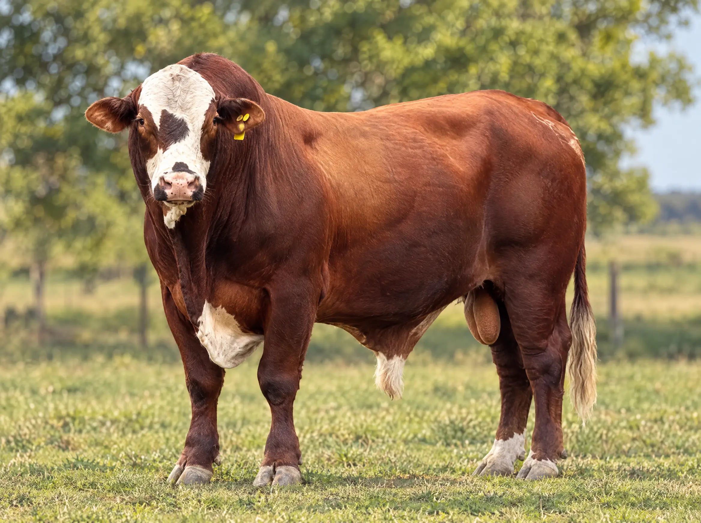 Toro Braford colorado de cara blanca